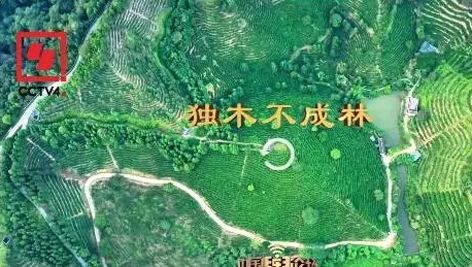 央視、學(xué)習(xí)強國等十多個平臺同時推送梧州采春茶．梧州六堡茶